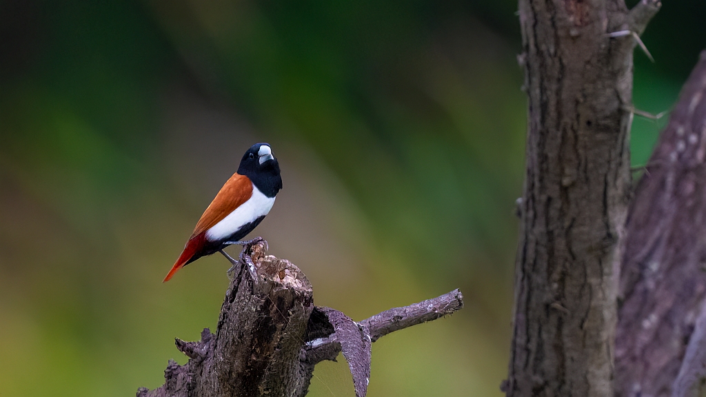 Black-headed Munia